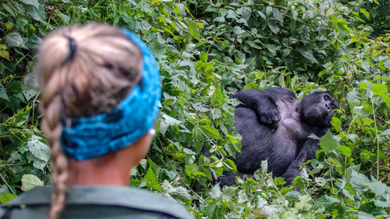 How to Plan a Gorilla Tracking Safari