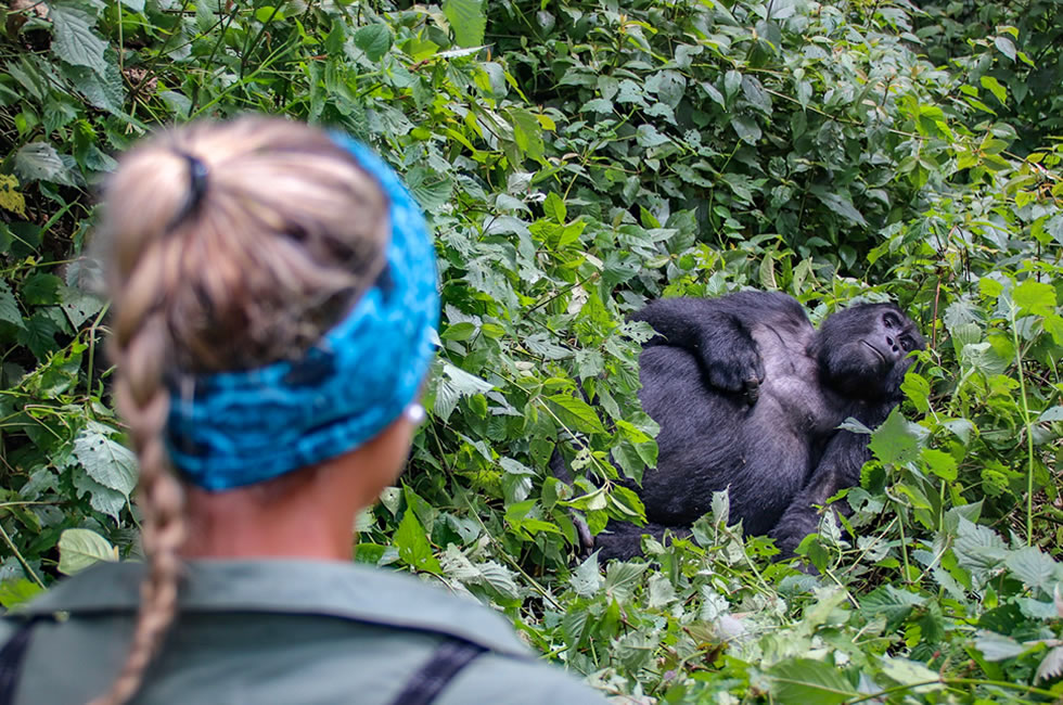 How to Plan a Gorilla Tracking Safari