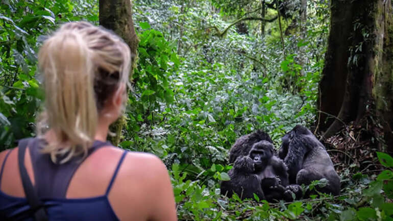 Chill With Virunga Mountain Gorillas