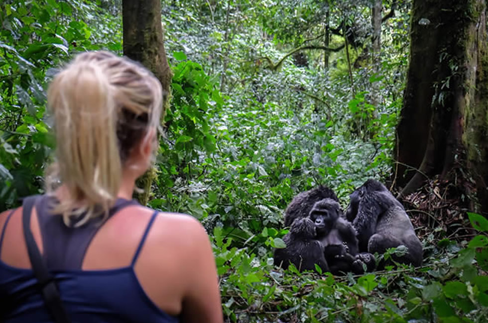 Chill With Virunga Mountain Gorillas