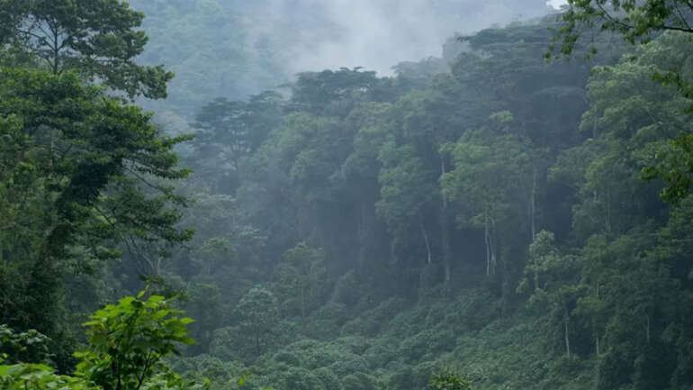 Saving the Volcano Sector Forests