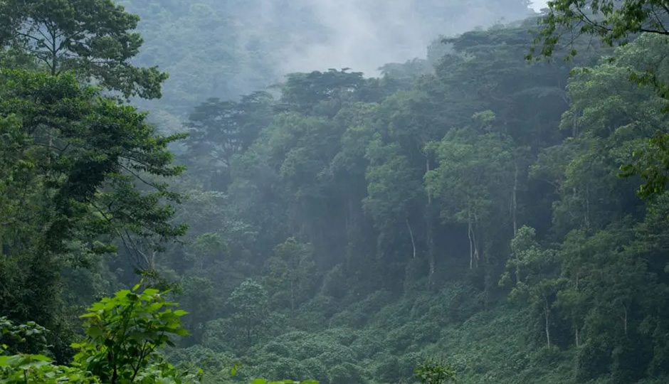 Saving the Volcano Sector Forests