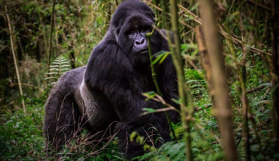 Go Gorilla Trekking in Virunga and Mgahinga
