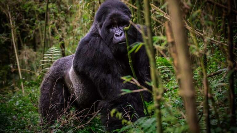 Go Gorilla Trekking in Virunga and Mgahinga
