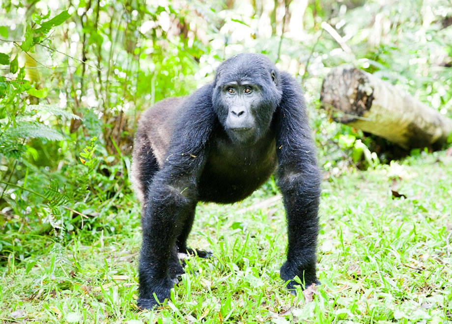 10 Facts About Mountain Gorillas