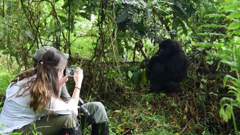 Gorilla Trekking in Uganda or Rwanda: Where to Go in 2024