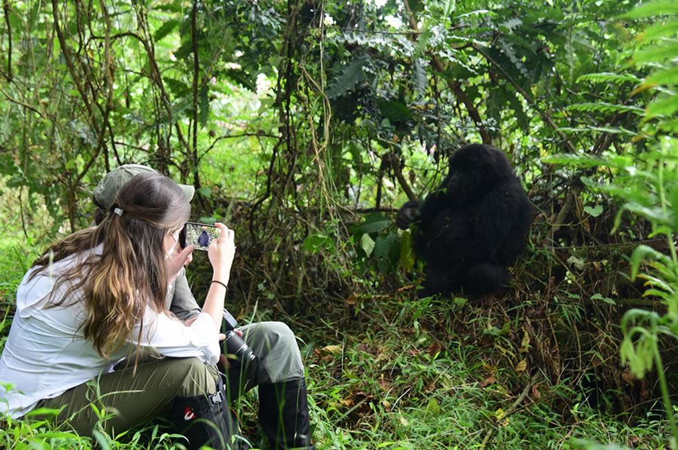 Gorilla Trekking in Uganda or Rwanda: Where to Go in 2024