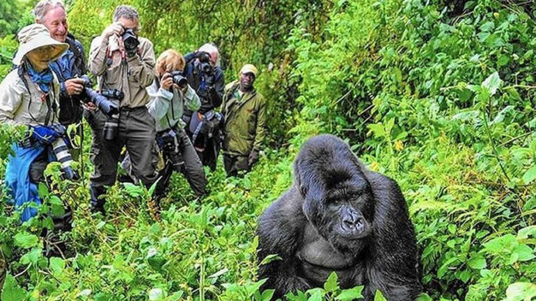 Comparing Gorilla Trekking in Uganda, Rwanda and Congo