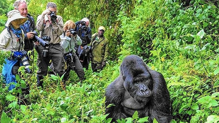 Comparing Gorilla Trekking in Uganda, Rwanda and Congo