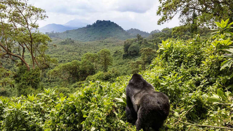 Gorilla Trekking in Volcanoes National Park