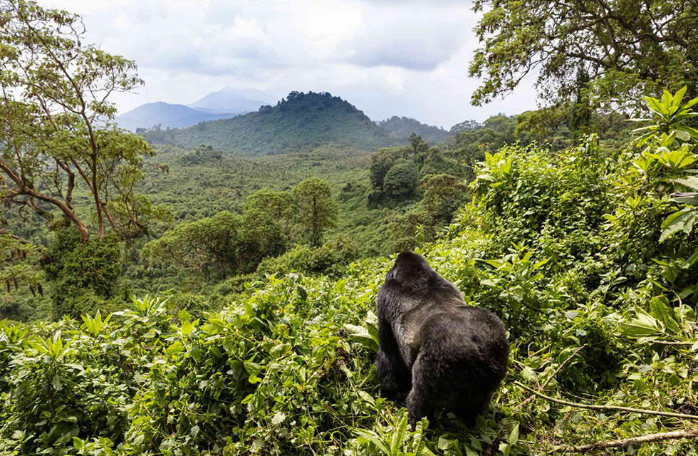 Gorilla Trekking in Volcanoes National Park