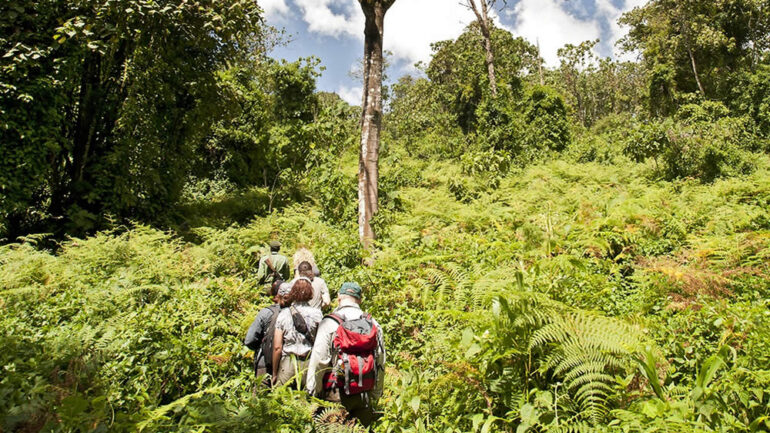 3 Day Rwanda Gorilla Trek: What to Expect